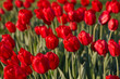 Beautiful red tulip flowers in sunny day in city park