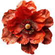 Elegant red poppy flower. Memorial day symbol.