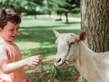 An Exuberant Boy Laughs As He Feeds A Leaf To A Friendly White Goat At A Verdant Park, Enjoying A Sunny Summer Day Outside