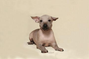 Wall Mural - The Xoloitzcuintli puppy is standing on the couch a puppy of a Mexican naked dog