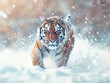 Tiger in wild winter nature. Amur tiger running in the snow. Action wildlife scene with danger animal. Cold winter in tajga, Russia -1.jpg, Tiger in wild winter nature. Amur tiger running in the snow.