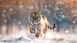 Tiger in wild winter nature. Amur tiger running in the snow. Action wildlife scene with danger animal. Cold winter in tajga, Russia -1.jpg, Tiger in wild winter nature. Amur tiger running in the snow.