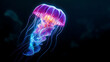 © Derby - vibrant jellyfish