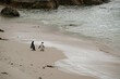 African Penguins at Boulders Beach, Cape Town, South Africa 