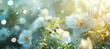 white flowers in spring background