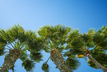 Wall Mural - Palms tree on blue sky background, tropical nature with coconut palms tree on blue sky 