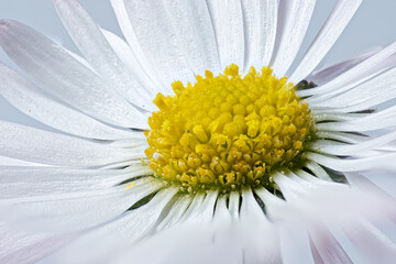 Sticker -  Close-up of the center part of a daisy flower.