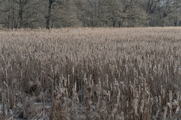 Wall Mural - Reed seed spores by the pond.