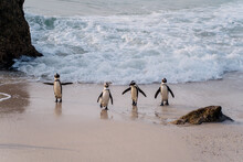 African Penguins, Travel Animal Safari South Africa