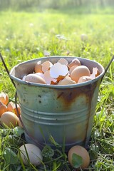 Wall Mural - A bucket full of eggs on grass. Generative AI.