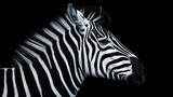 Fototapeta Konie - a close up of a zebra's head on a black background with the light shining on the zebra's head.