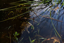 Frogs Mating In A Swamp