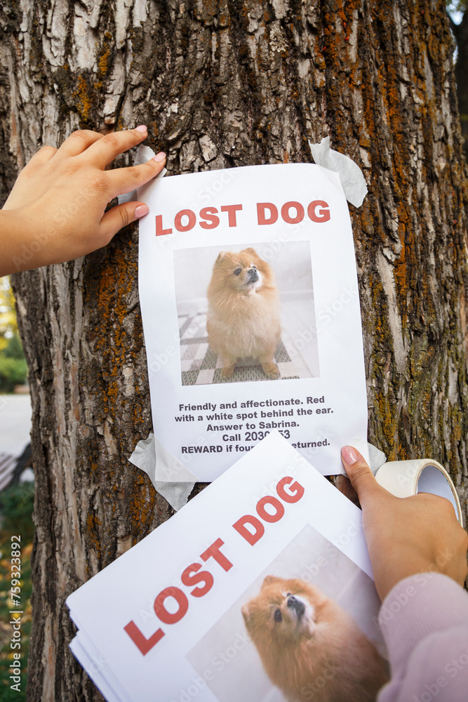 Crop woman attaching placard with lost dog image Stock Photo | Adobe Stock