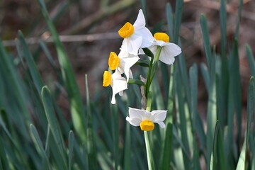 Sticker - Narcissus flowers. Amaryllidaceae perennial Poisonous plant. It produces white or yellow flowers from winter to spring.
