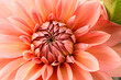 © Julie Rideout/Stocksy - Dahlia Flower