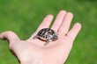 © Simone Wave/Stocksy - Hand holds a baby turtle