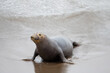 © Bisual Studio/Stocksy - Wild Sea Lion On The Beach