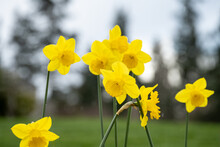 Cheerful Bright Yellow Daffodils On A Gloomy Wet Spring Day, As A Nature Background
