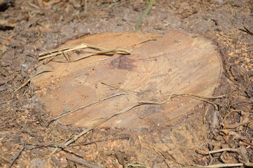 Canvas Print - a tree cut out of a tree in a forest