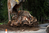 Fototapeta Desenie - Large stump removal as part of road paving project, large excavator with jawbone bucket
