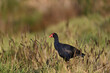 Side view of a purple swamphen, or Pukeko, standing tall atop a mound surrounded by long grass
