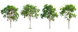 set of four natural green tree on transparent background