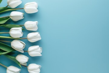 Wall Mural - White tulips on pastel blue background