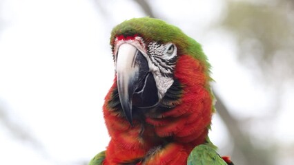 Wall Mural - Close up view of Macaw bird on the tree.