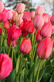 Fototapeta Tulipany - Rose blush pink tulips in vertical format at the Ottawa Tulip Festival in Commissioners Park, Ottawa,Canada