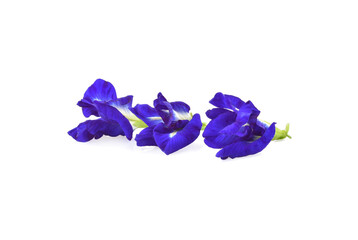 Butterfly Pea isolated on white background