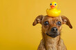 Funny brown dog with rubber duck on head in front of yellow studio background with copy space