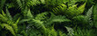 Array of forest ferns, foliage plants in lush green hues set against a green backdrop.