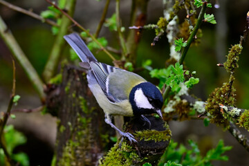 Wall Mural - Great tit // Kohlmeise (Parus major)