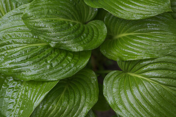 Wall Mural - Abstract texture with green leaves.Large green leaves with drops of water.