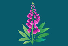 Foxglove Flower Background Is