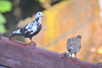 Two Pigeon birds close up view