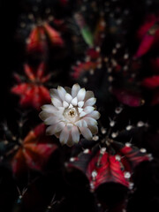 Wall Mural - White Flower of Gymnocalicium variegated Blooming