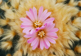 Fototapeta Tulipany - Cactus flower in the form of a circle. Close-up.
