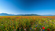 field of poppies and sky