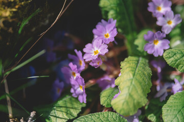 Poster - Miniature Field Violet Small Flowers, Spring Fields Flowers