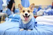Cheerful dog with caring veterinarian in blue scrubs, blurred medical office background