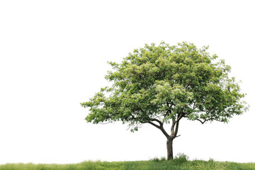 Wall Mural - Green oak tree isolated on transparent background