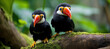Small Baby Toucans 