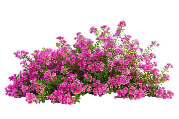 A bunch of bougainvillea hybrid flowers isolated on a transparent background