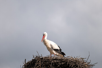 Wall Mural - stork in the nest