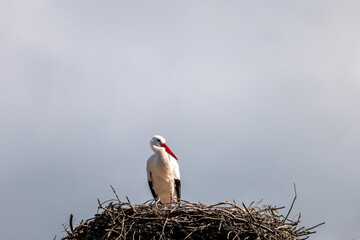 white stork in the nest