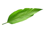 Fototapeta Koty - Single Green Leaf on White Background. on a White or Clear Surface PNG Transparent Background.