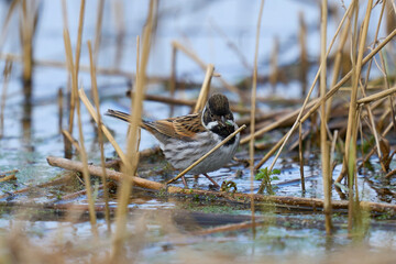 Sticker - Male Reed Bunting (Emberiza schoeniclus) foraging for food on a cut down reedbed on the Somerset Levels in Somerset, United Kingdom.