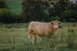 © Austockphoto - Lone bull standing in lush green pasture