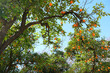 Orange trees in Andalusia Spain